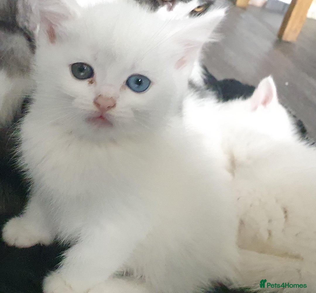 Mixed Breed cats for sale: Beautiful Littter of 4 kittens - Image 7
