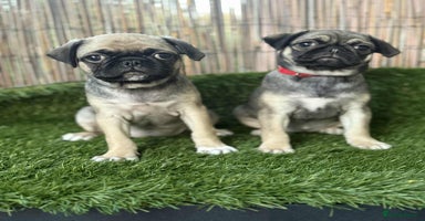 Pug dogs - Advert 8