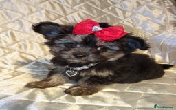 Maltese dogs for sale: XXXXS Tiny Maltese X Chihuahua F1 Malchi Boy Puppy - Image 6