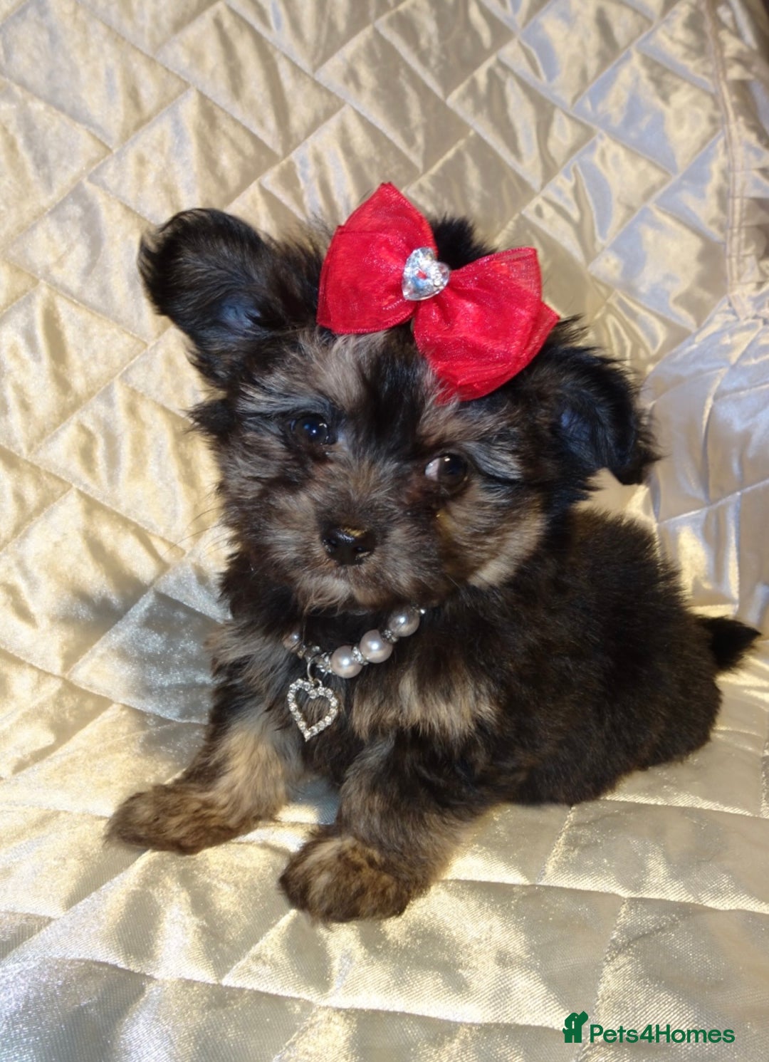 Maltese dogs for sale: XXXXS Tiny Maltese X Chihuahua F1 Malchi Boy Puppy - Image 6