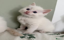 Ragdoll cats for sale: 8 ragdoll kittens, flame point, seal & blue point - Image 21