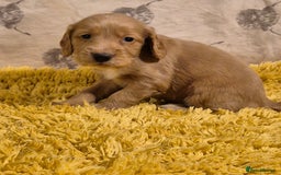 Cocker Spaniel dogs for sale: Cocker spaniel puppies  - Image 7