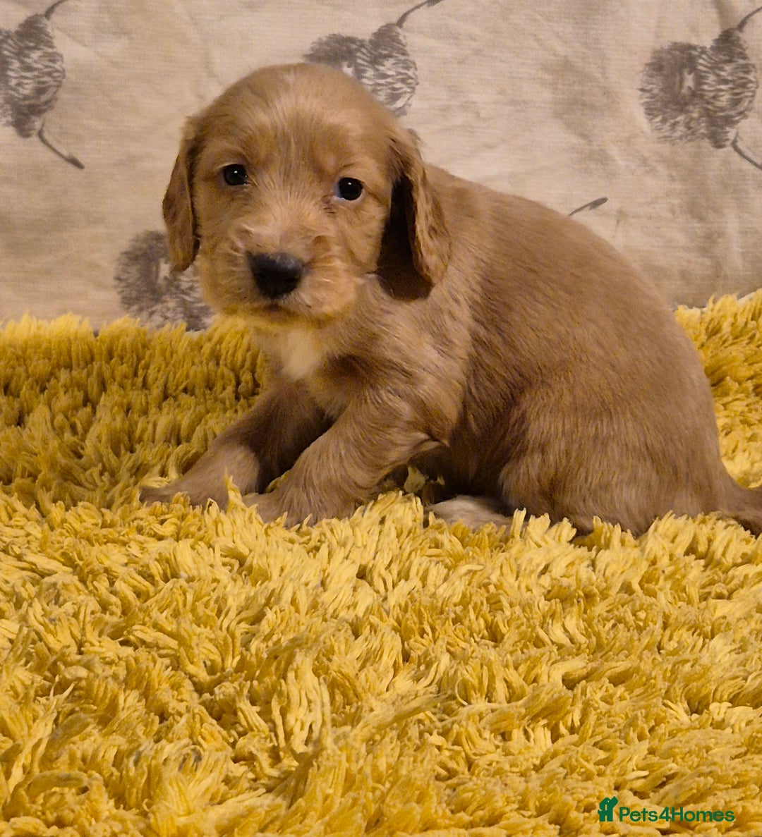 Cocker Spaniel dogs for sale: Cocker spaniel puppies  - Image 7