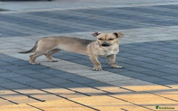 Mixed Breed dogs for adoption: Little Hugo looking for LOVE  - Image 11