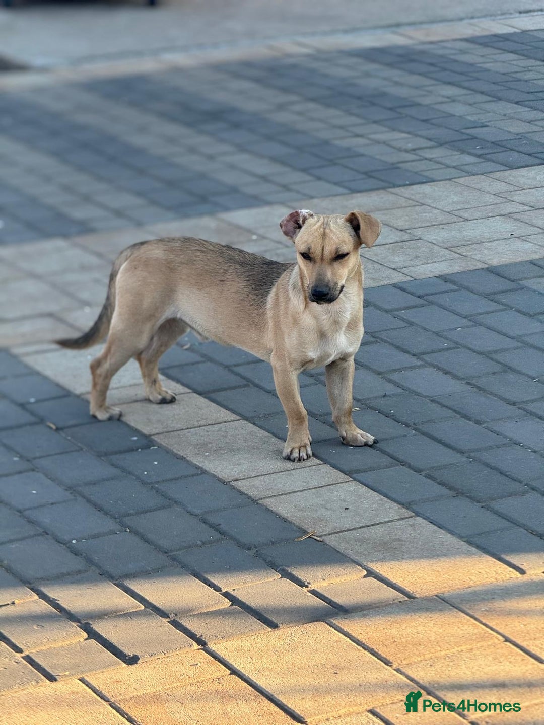 Mixed Breed dogs for adoption: Little Hugo looking for LOVE  - Image 11