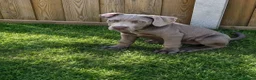 Cane Corso dogs for sale: Cane corso pups fully vaccinated  - Advert 9