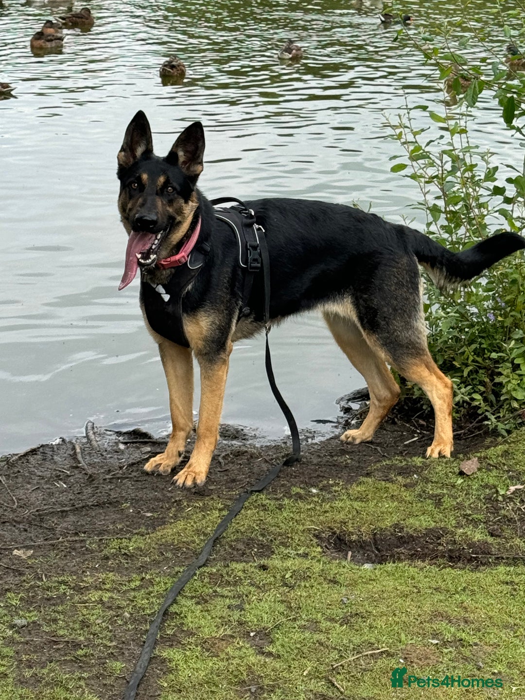 German Shepherd dogs for sale: LITTER DUE  - Image 1