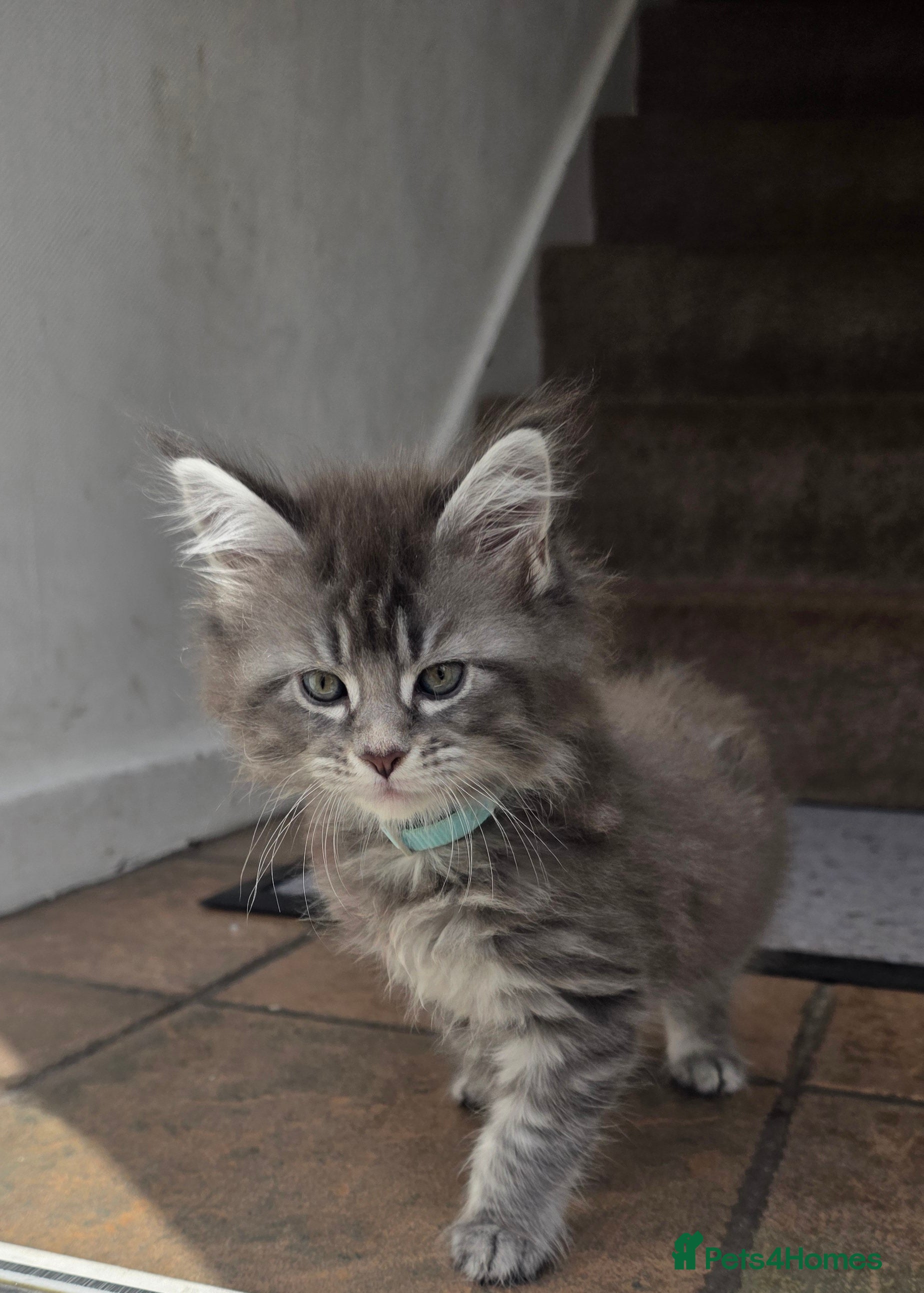 Maine Coon cats Maine Coon  - Advert 8