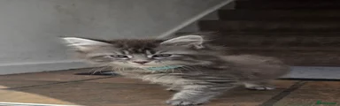 Maine Coon 3