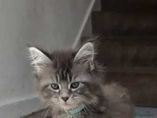 Maine Coon cats Maine Coon - Advert 2