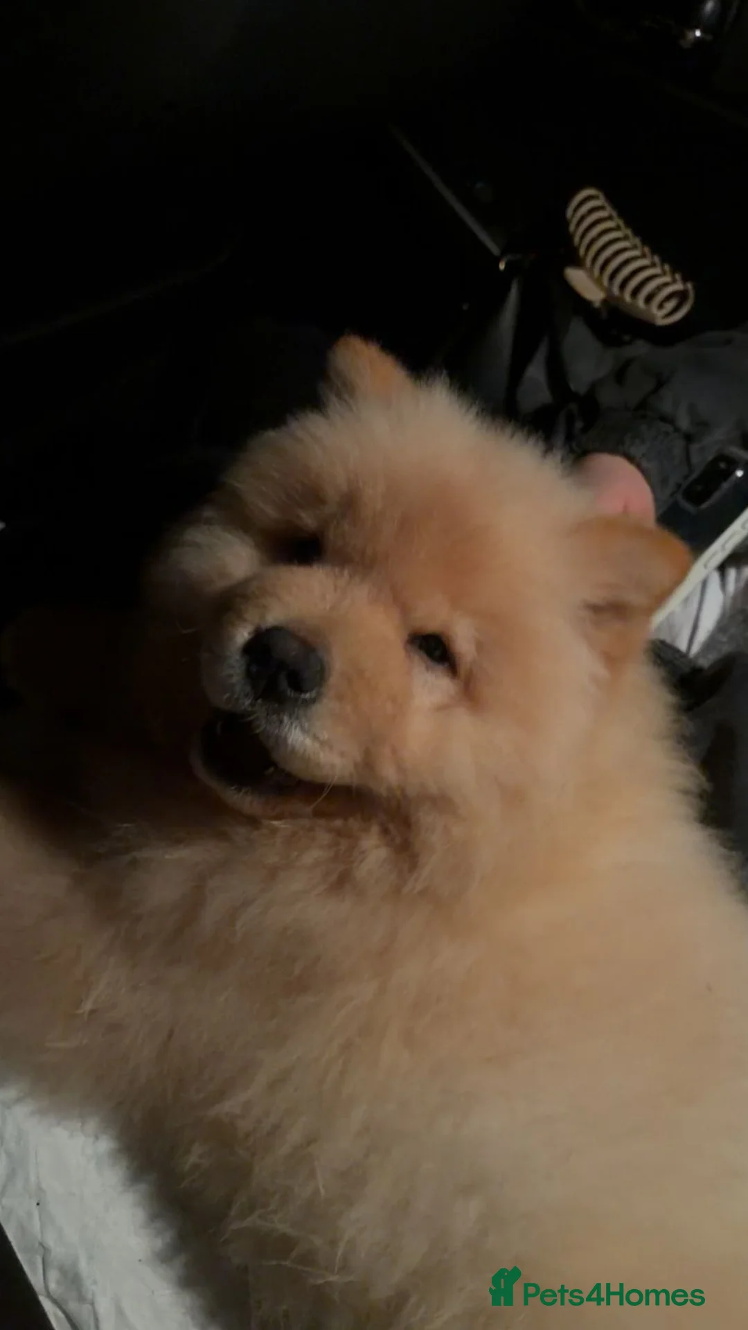 Chow Chow dogs for sale: Cream Chow Chow in Coventry - Advert 1