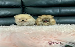 Pomeranian dogs for sale: 🔥Very Tiny🧸 Top Quality  - Image 15