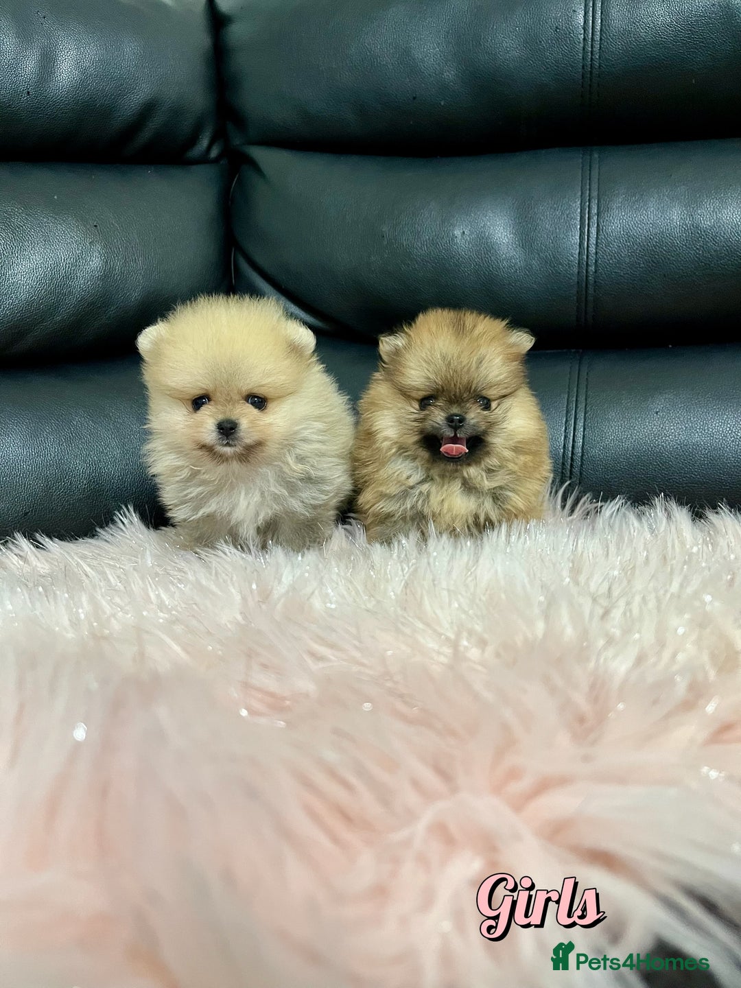 Pomeranian dogs for sale: 🔥Very Tiny🧸 Top Quality  - Image 15
