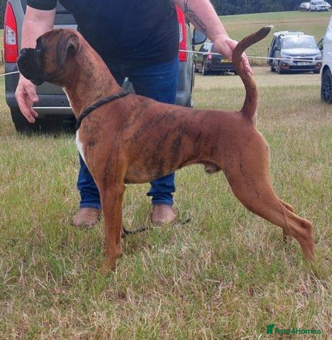 Boxer dogs Tiger brindle boxer st stud - Advert 1
