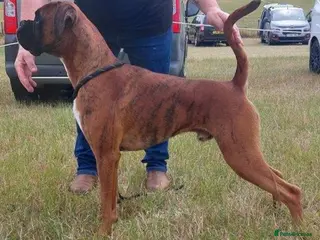 Boxer dogs Tiger brindle boxer st stud - Advert 1