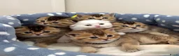 Scottish Fold cats for sale: Scottish Fold X British Shorthair Kittens - Advert 9