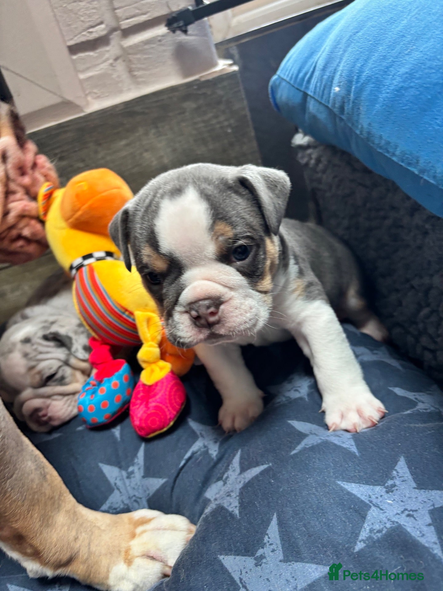 Olde English Bulldogge dogs Last gorgeous boy 🥰😍 - Advert 1