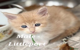 Maine Coon cats for sale: Stunning TICA Purebred Pedigree Maine Coon Kittens - Image 7