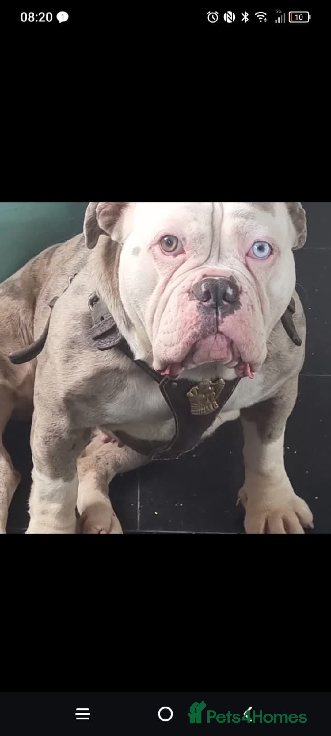 Olde English Bulldogge dogs for sale: Olde English Bulldog Female  - Advert 14