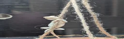 Bearded Dragon reptiles for sale: Hand tame in Pontypool - Advert 1