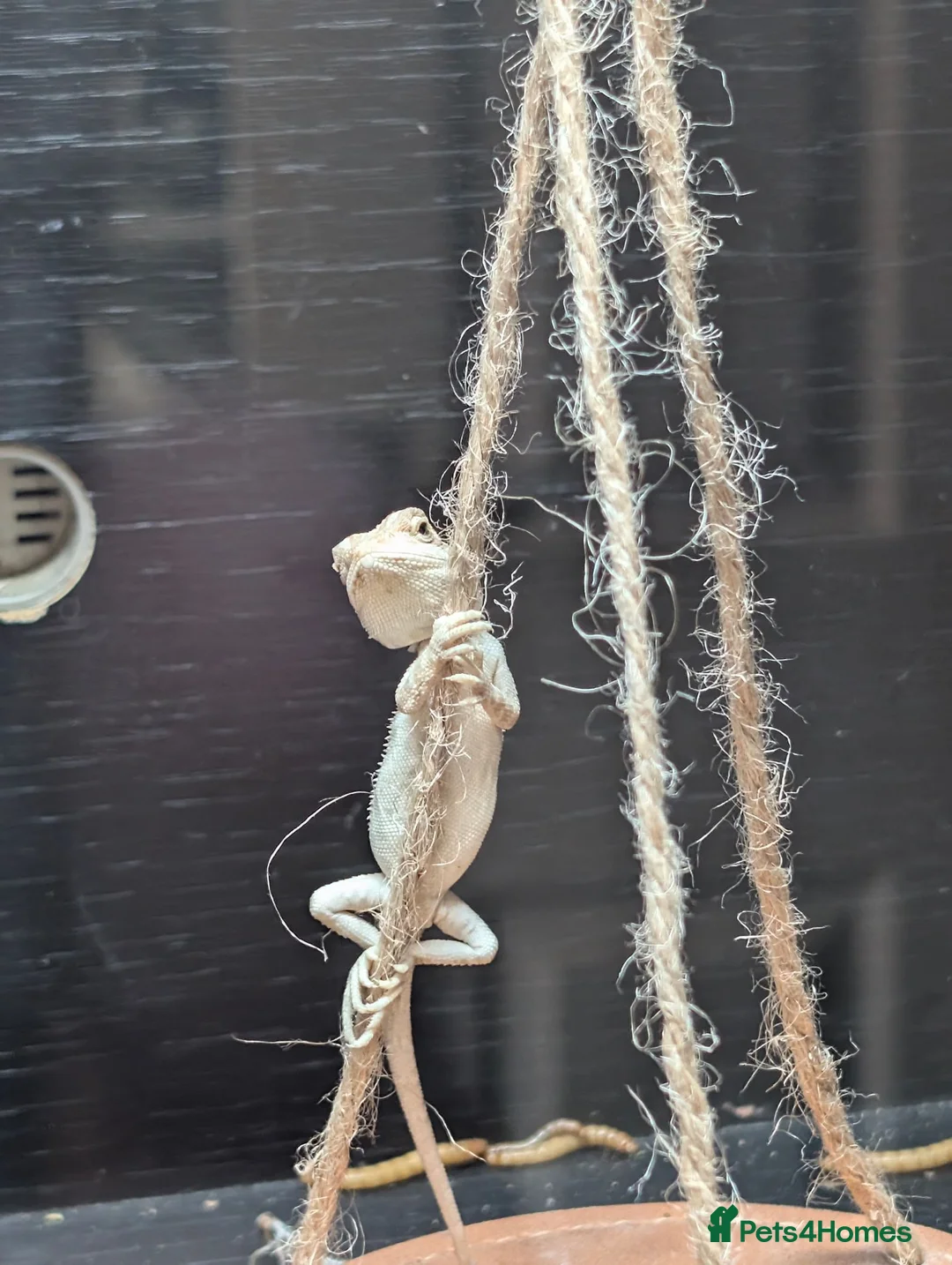 Bearded Dragon reptiles for sale: Hand tame in Pontypool - Advert 1