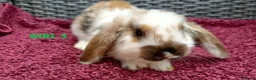 Mini Lop rabbits for sale: Cute French x Mini Lop Ready to Go!!! - Advert 29