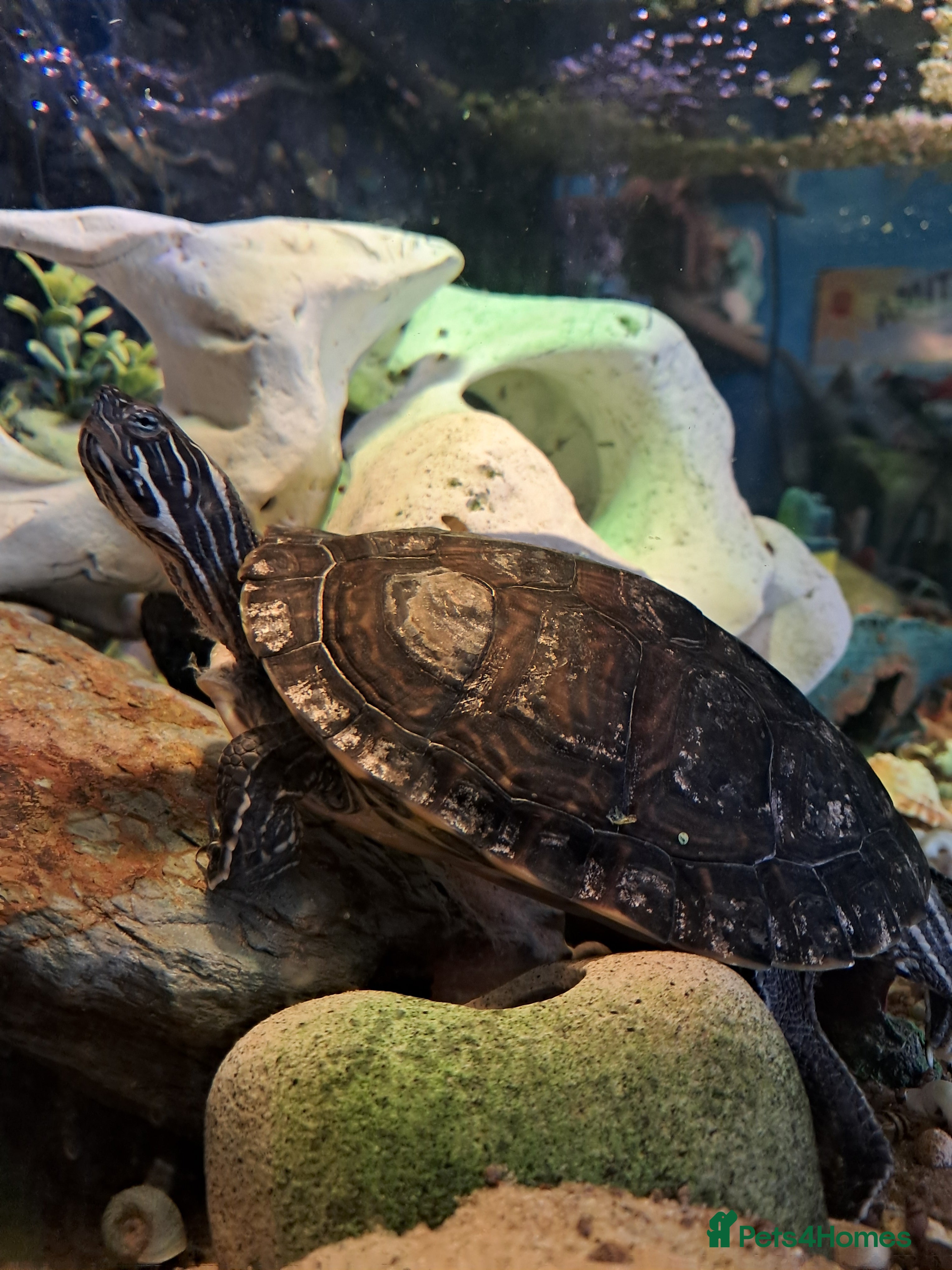 Turtle reptiles River Cooter - Advert 8