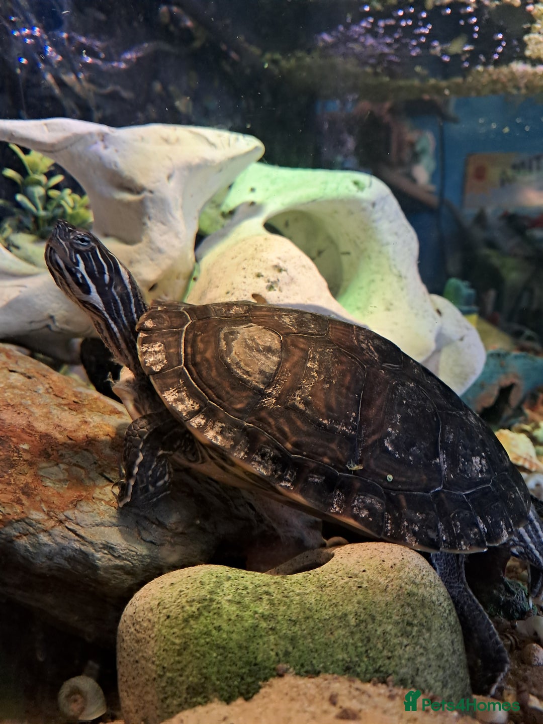 Turtle reptiles for sale: River Cooter - Advert 1