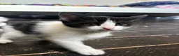 Mixed Breed cats for sale: Two female left - Advert 9