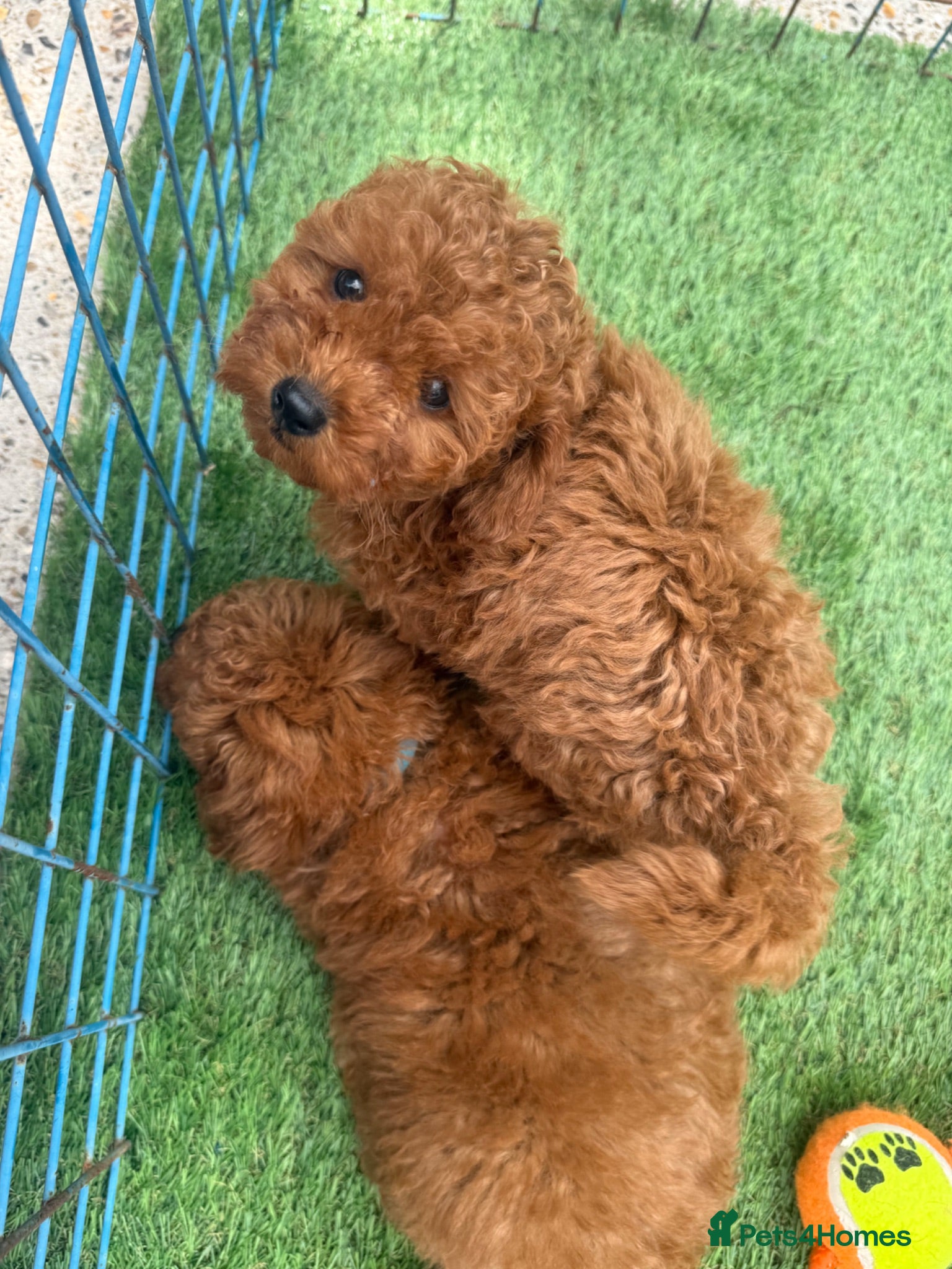 Toy Poodle dogs Toy poodle puppies - Advert 1