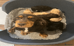 Cockapoo dogs for sale: cockapoo F1 - Image 29