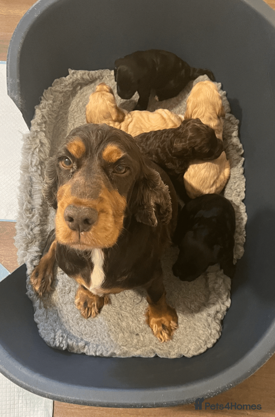 Cockapoo dogs for sale: cockapoo F1 - Image 29
