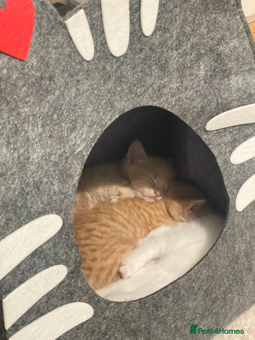 Mixed Breed cats for sale: Three sweet and playful kittens looking a new home - Advert 4