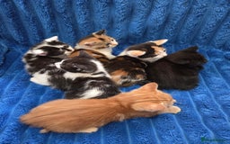 American Shorthair cats for sale: Beautiful 8 Week Old Kittens - Image 5