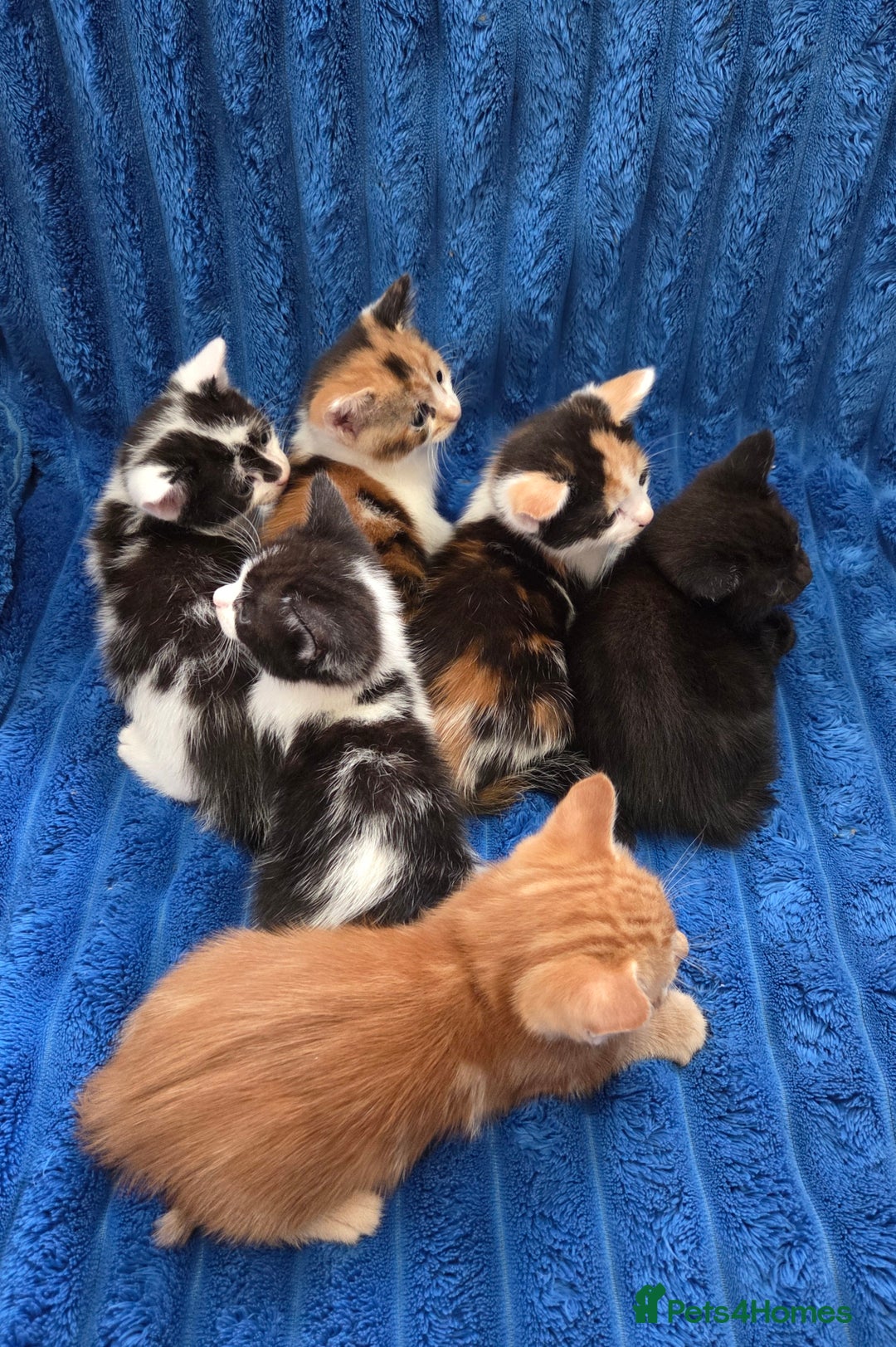 American Shorthair cats for sale: Beautiful 8 Week Old Kittens - Image 5