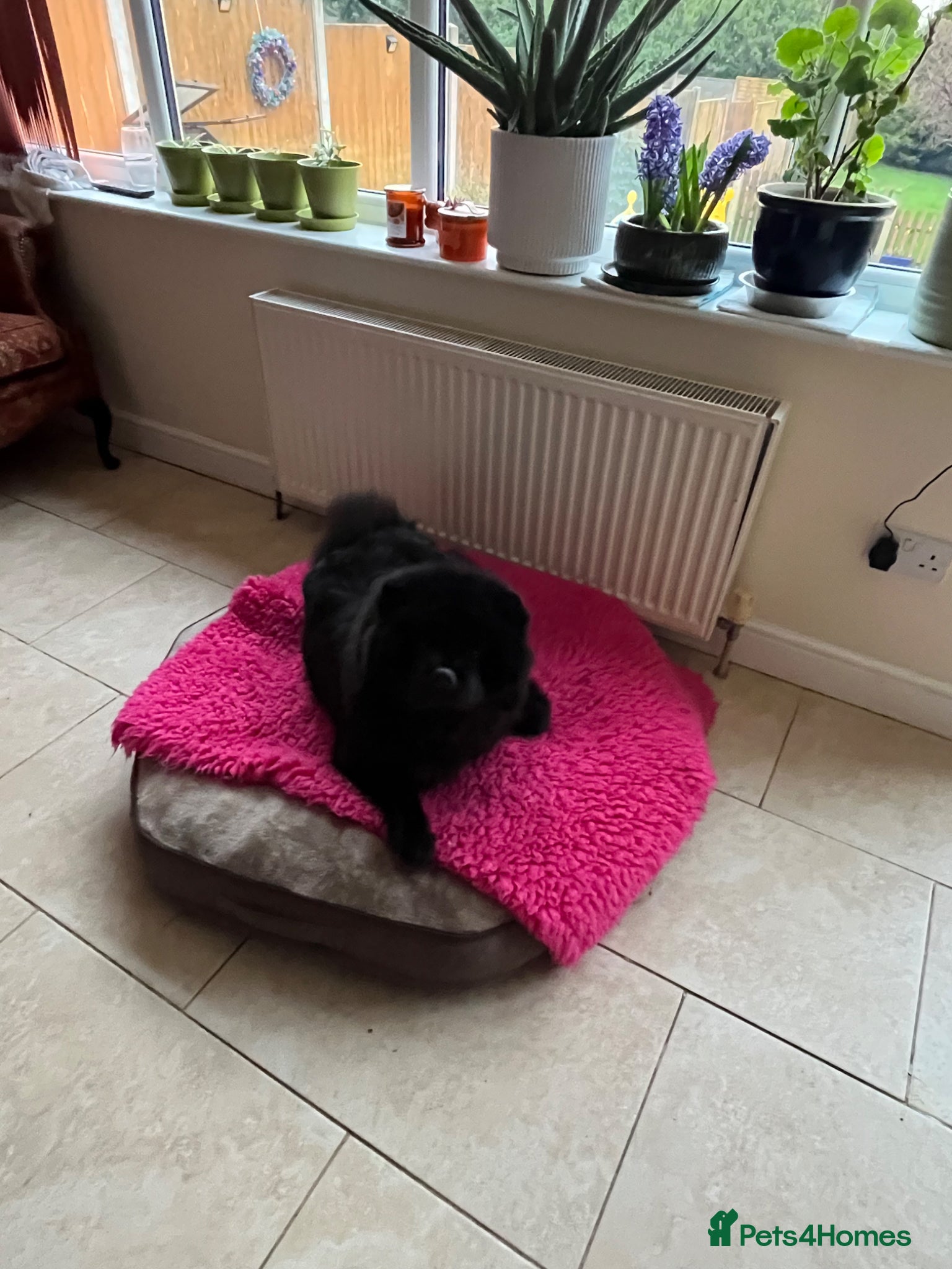 Chow Chow dogs Chow chow available  - Advert 1