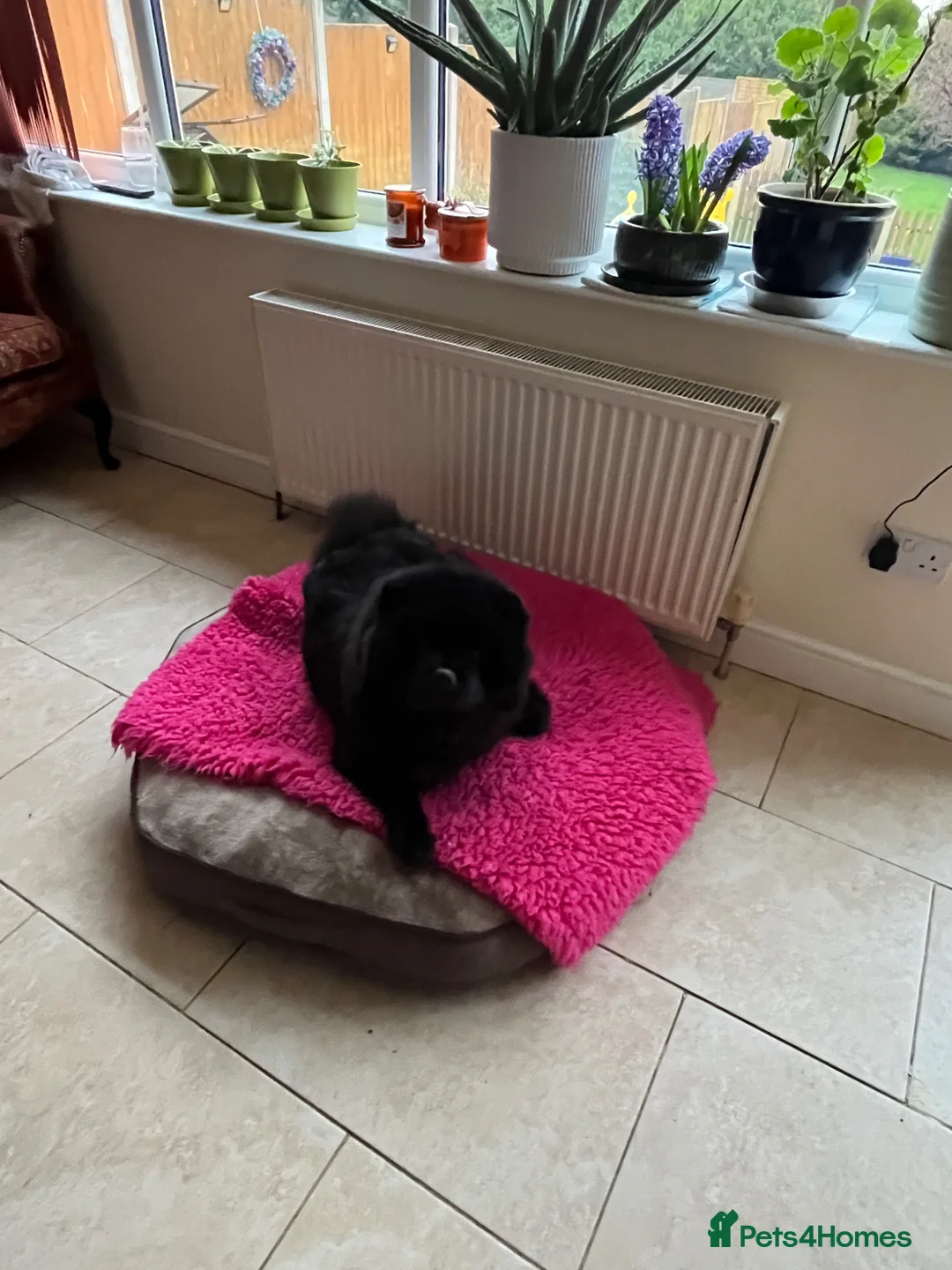 Chow Chow dogs for sale: Chow chow available  - Advert 1