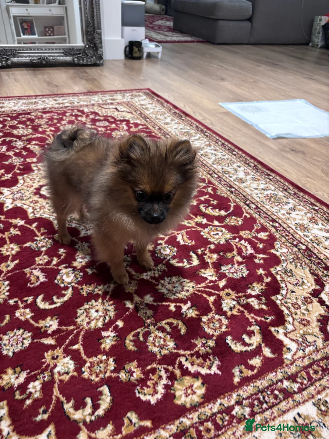 Pomeranian dogs for sale: 🐾 Stunning Male Pomeranian Puppy – £1,750 🐾 - Advert 26