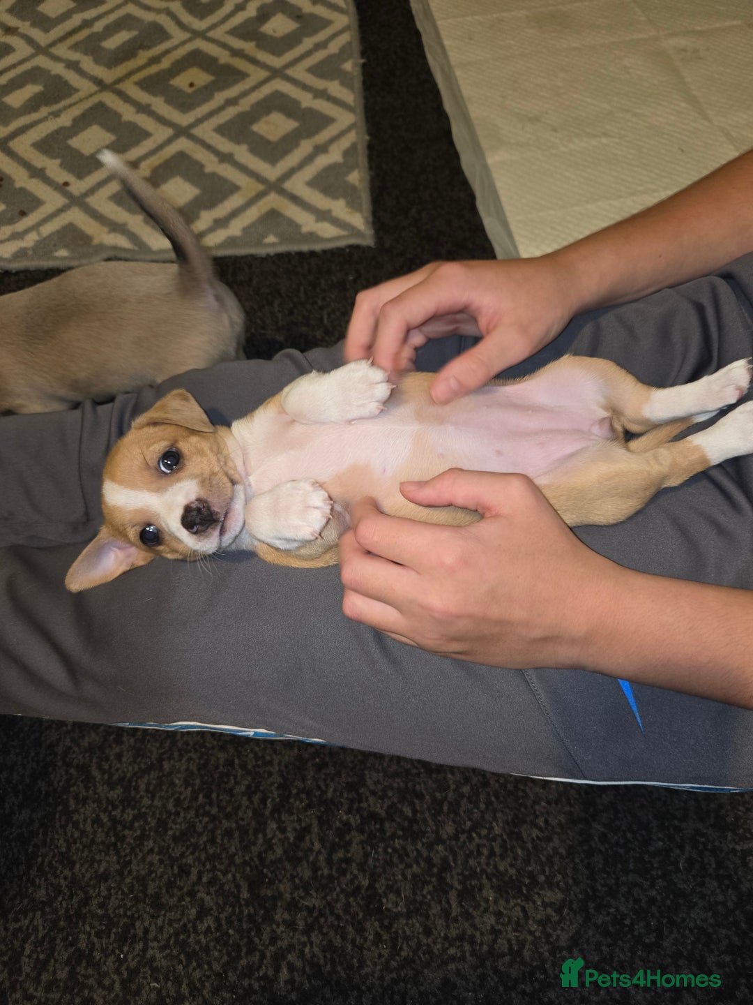 Jack Russell dogs for sale: Jack Russell puppies  - Advert 33