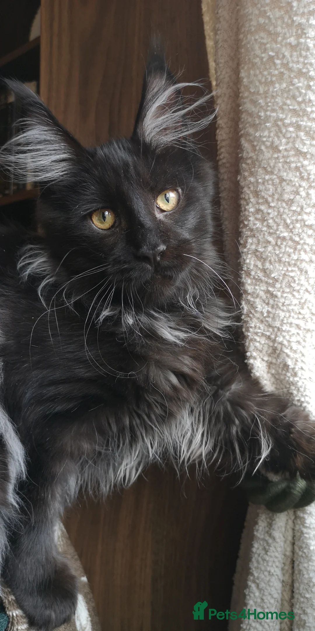 Maine Coon cats for sale: TICA Registered Maine Coon Kittens  - Advert 1