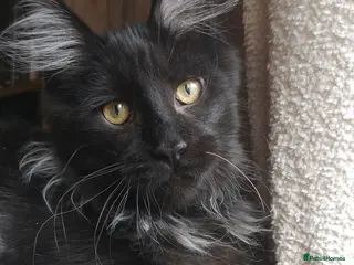 Maine Coon cats TICA Registered Maine Coon Kittens - Advert 1