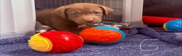 Mixed Breed dogs for sale: Gorgeous Siberian Shepsky x Weimaraner Puppies  - Advert 7