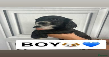 Cocker Spaniel dogs - Advert 11