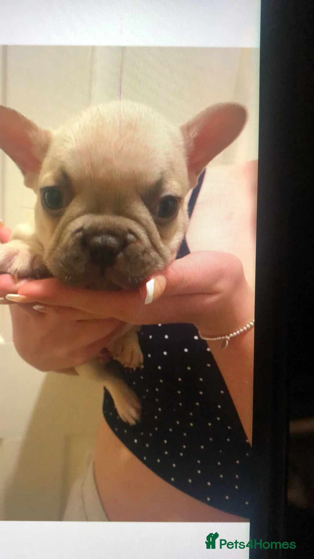 French Bulldog dogs for sale: Beautiful French Bulldogs in Stoke-on-Trent - Advert 2
