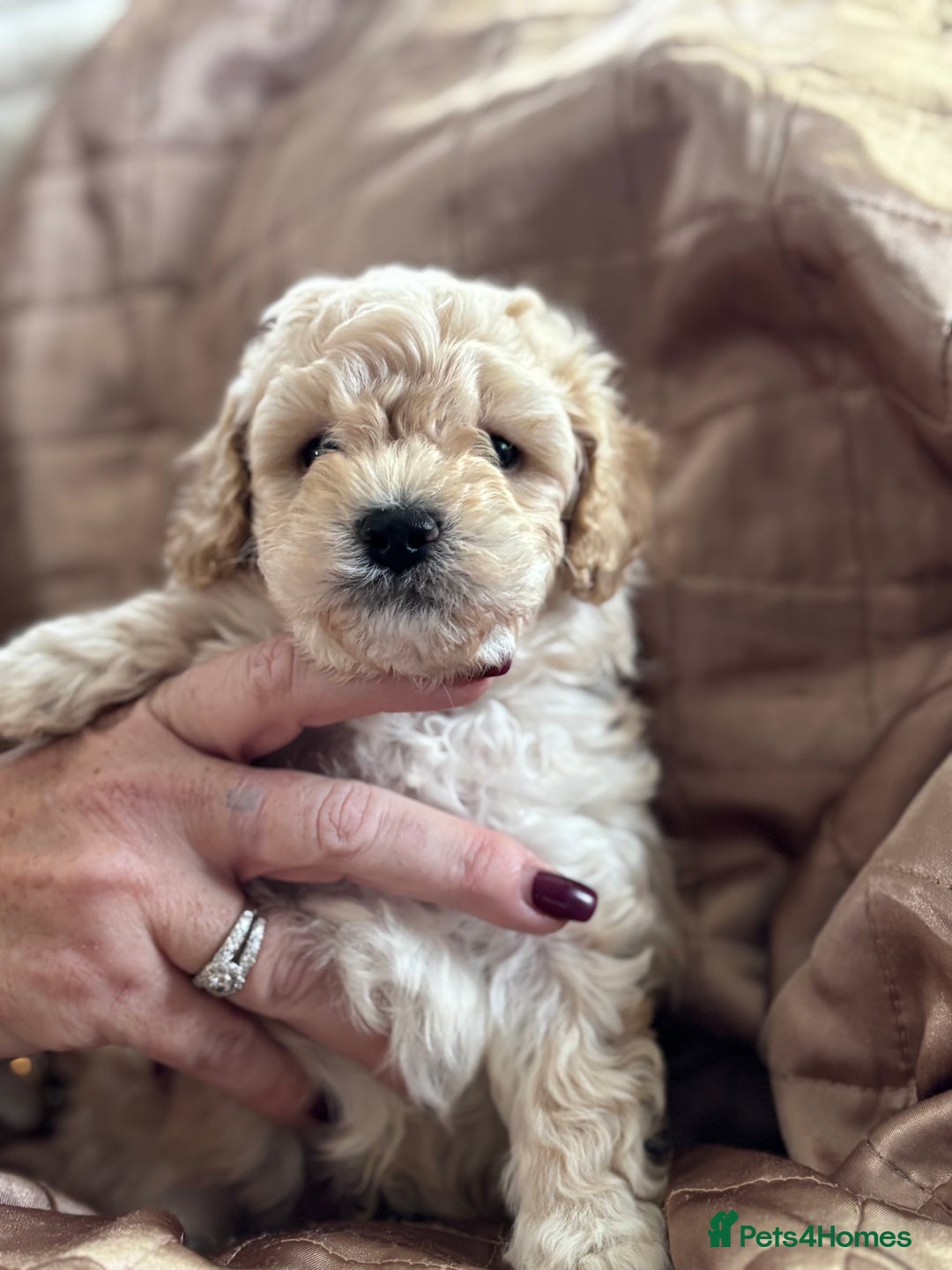 Poochon dogs for sale: Puppies for sale  - Advert 19