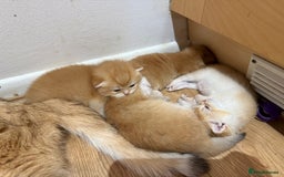 British Shorthair cats for sale: GCCF reg BSH & LH Chocolate & Black Golden Kittens - Image 8
