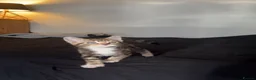 Mixed Breed cats for sale: Beautiful kitten  - Advert 7