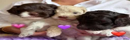 Australian Labradoodle dogs for sale: Miniature Australian Labradoodle Puppies - Advert 8