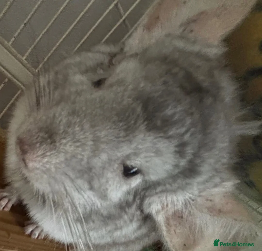 Chinchilla rodents for sale: 2 bonded male chinchillas  - Advert 2