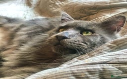 Maine Coon cats for sale: Vlad. Exquisite Huge Russian (neutered) 🔥🔥🔥🔥 - Image 5